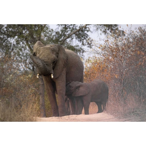 South Africa, Nursing baby elephant